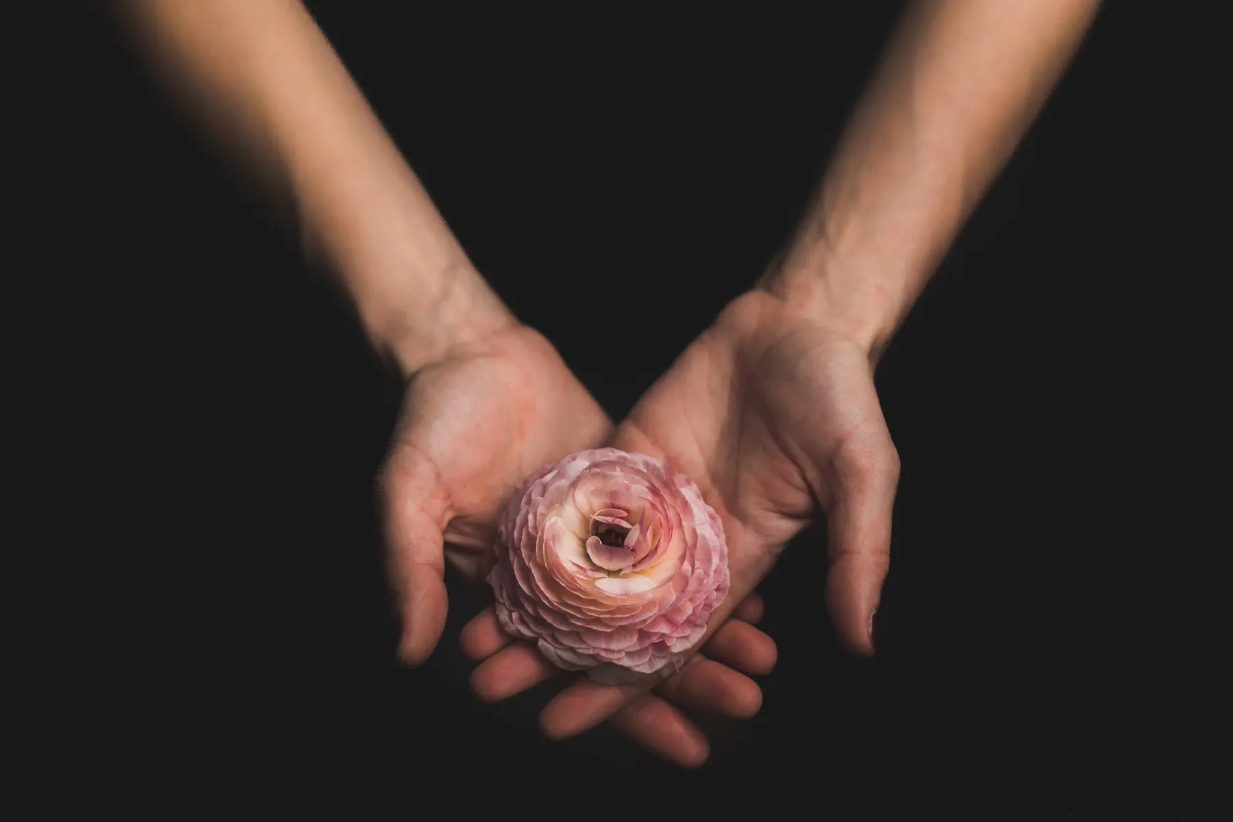 A pair of hands cradling a single pale ranunculus bloom