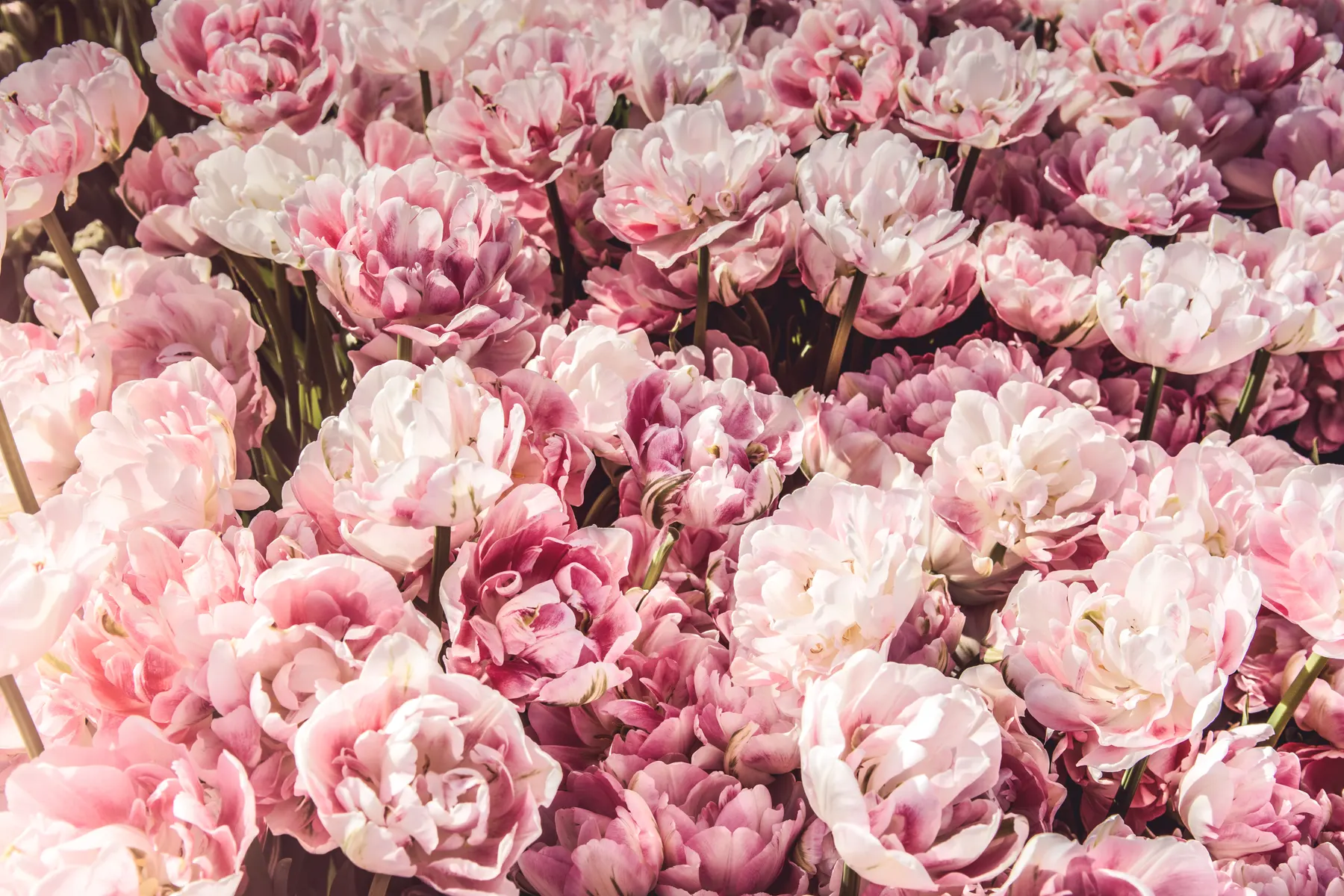 Buckets of pale pink and cream peonies at the flower market